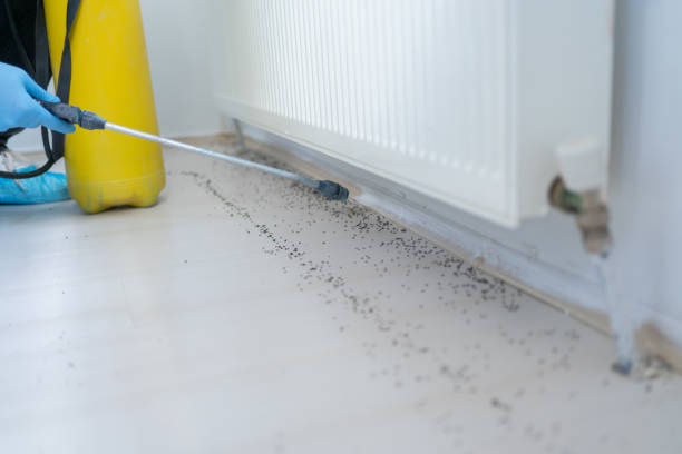 Best Termite Control Services  in Temple City, CA